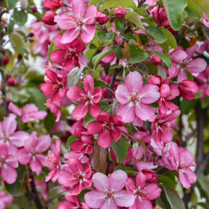 Red Barron Flowering Crab flowers