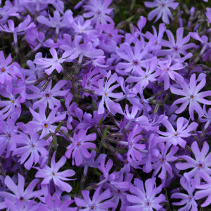 Bedazzled Lavender Phlox flowers