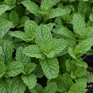 Mojito Mint foliage