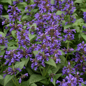 Neptune Catmint flowers