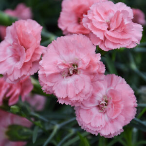 Scent First&reg; Tall Romance Pinks flowers