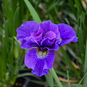 Concord Crush Siberian Iris flowers