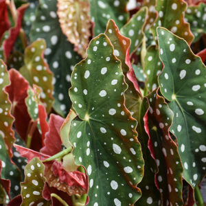 Spotted Begonia foliage