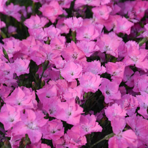 Beauties&reg; Kahori&reg; Pink Pinks flowers