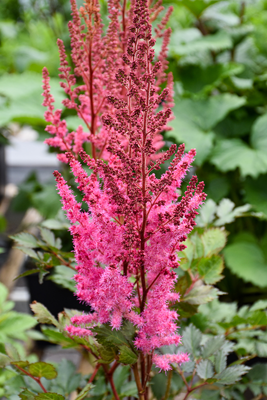 Mighty™ Chocolate Cherry Chinese Astilbe flowers