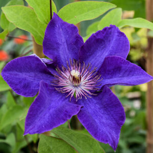 The President Clematis flowers