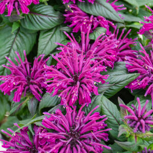 Rockin' Raspberry Beebalm flowers