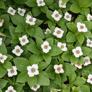 Bunchberry in bloom