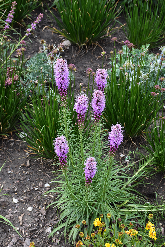 Blazing Star in bloom