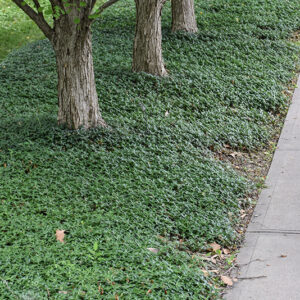 Common Periwinkle
