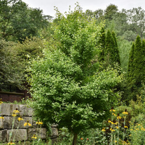 Chi Chi Dwarf Ginkgo