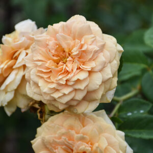Teasing Georgia Rose flowers