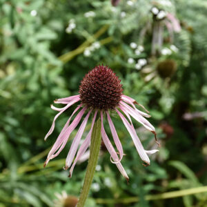 Pale Purple Coneflower flowers