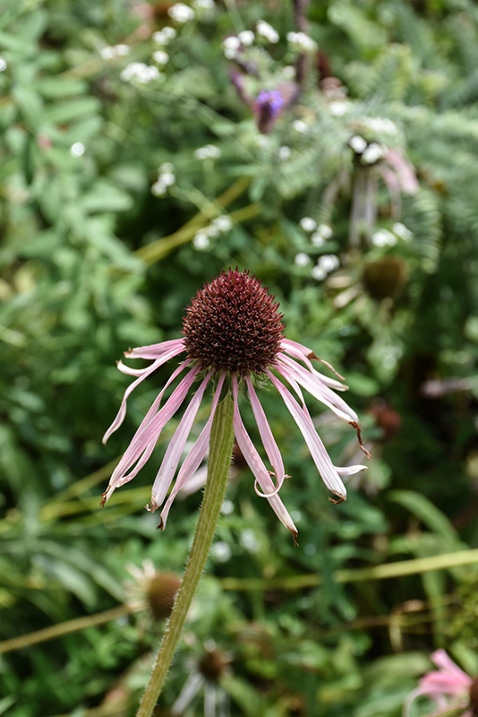 Pale Purple Coneflower flowers