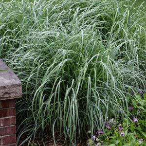 Windwalker&reg; Big Bluestem