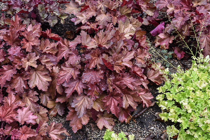 Magma Coral Bells
