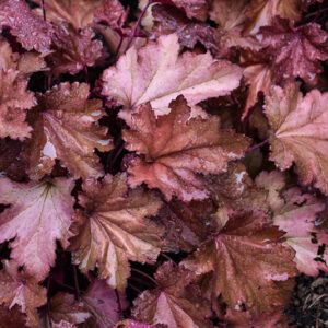 Magma Coral Bells foliage