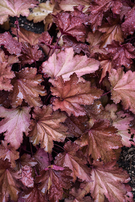 Magma Coral Bells foliage