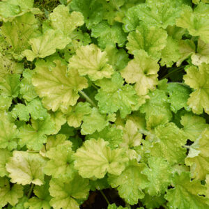 Lemon Love Coral Bells foliage