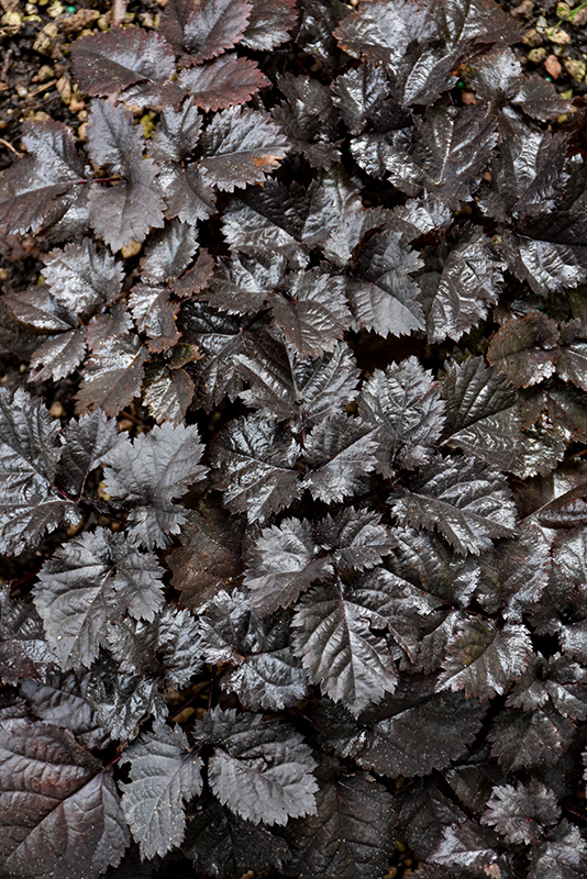 Dark Side Of The Moon Astilbe foliage
