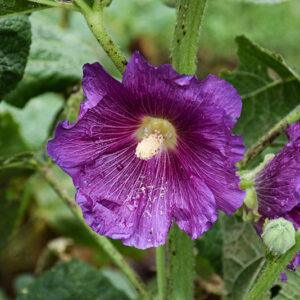 Spotlight&trade; Purple Rain Hollyhock flowers