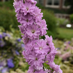Delgenius&reg; Juliette Larkspur flowers