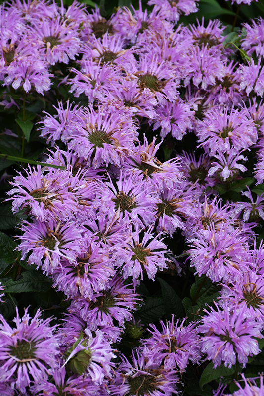 Leading Lady Lilac Beebalm flowers