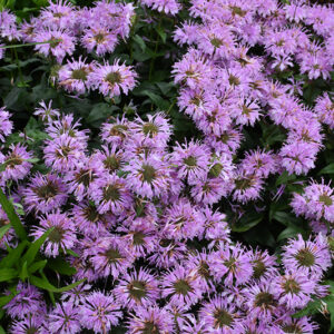 Leading Lady Lilac Beebalm flowers