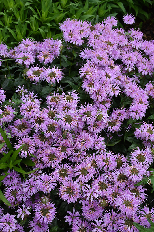 Leading Lady Lilac Beebalm flowers
