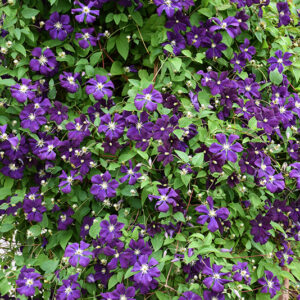 Jackmanii Superba Clematis flowers