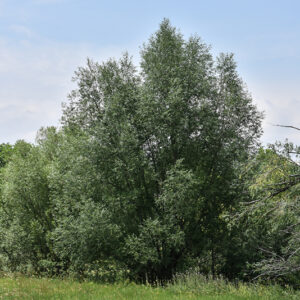 Black Willow