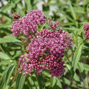 Swamp Milkweed flowers