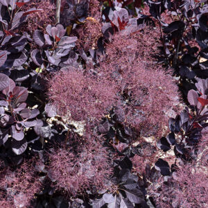 Velveteeny&trade; Purple Smokebush flowers