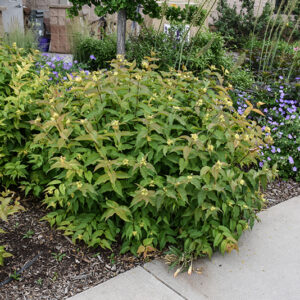 Bush Honeysuckle in bloom