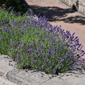 Munstead Lavender in bloom