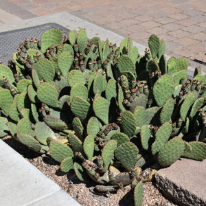 Beavertail Prickly Pear Cactus