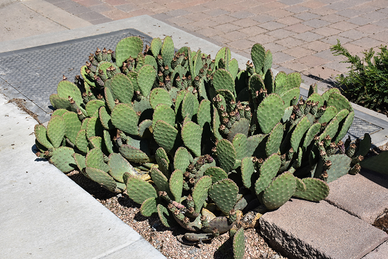Beavertail Prickly Pear Cactus