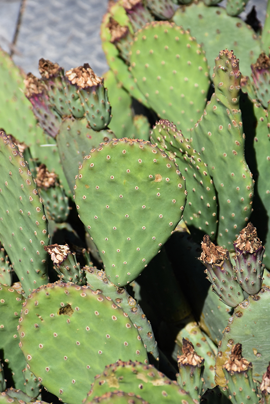 Beavertail Prickly Pear Cactus foliage