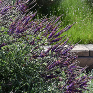 Wild Indigo Bush flowers