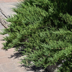 Tam Juniper