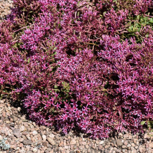 Dragon's Blood Stonecrop flowers