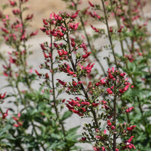 Red Birds In A Tree flowers