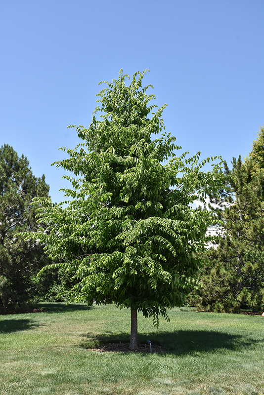 Common Hackberry