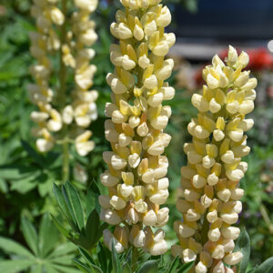 West Country&trade; Desert Sun Lupine flowers