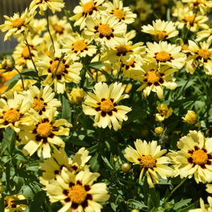 UpTick&trade; Cream and Red Tickseed flowers