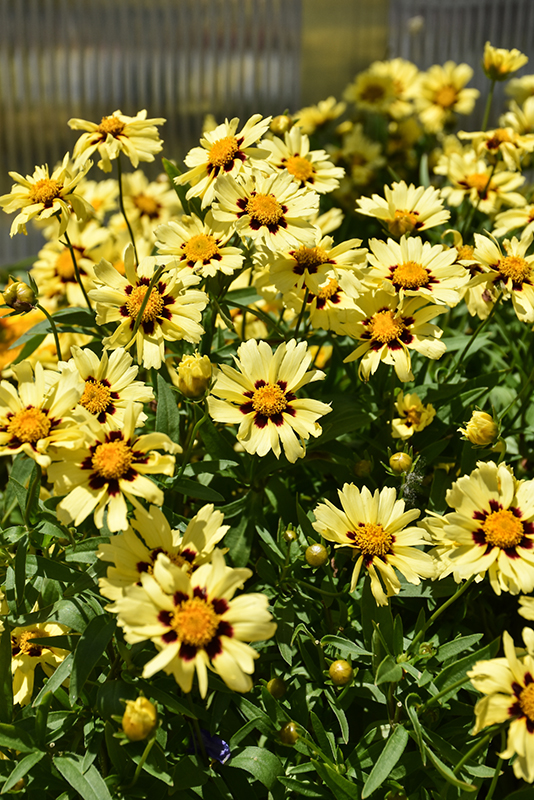 UpTick™ Cream and Red Tickseed flowers