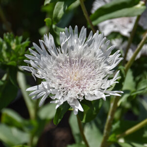 Divinity Aster flowers