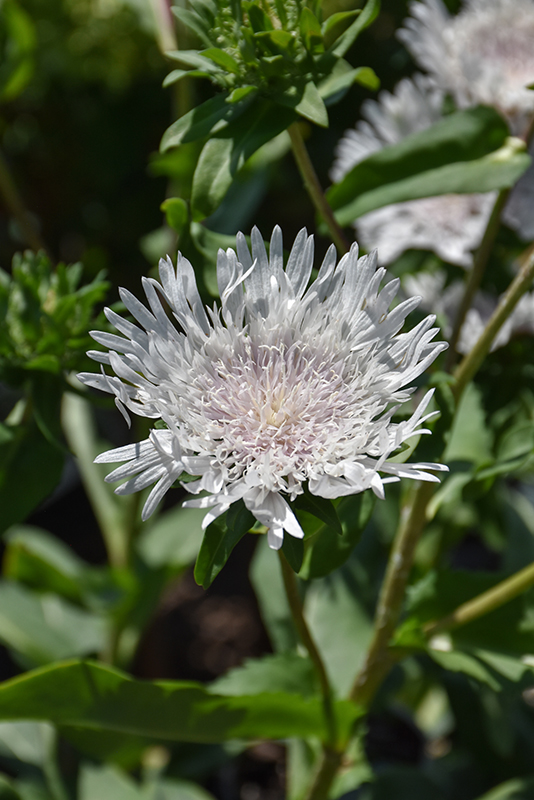 Divinity Aster flowers
