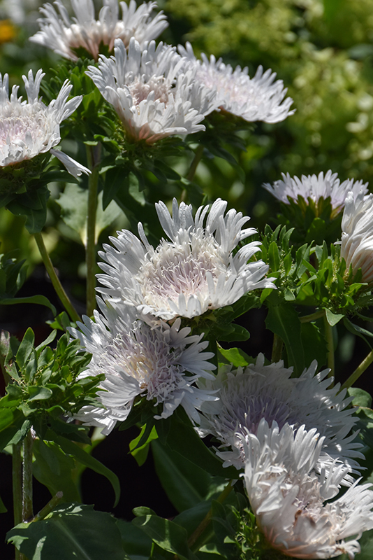 Divinity Aster flowers
