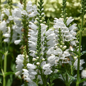 Crystal Peak White Obedient Plant flowers